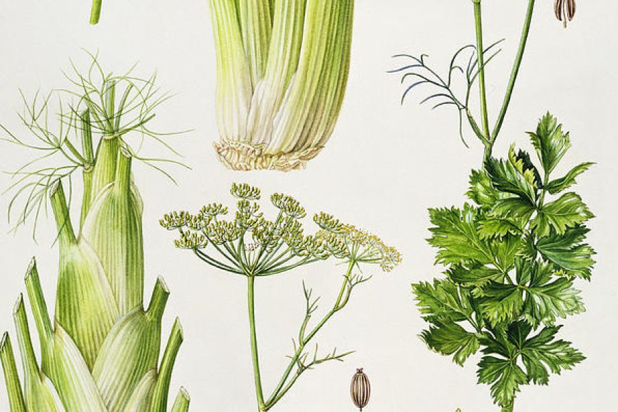 fenchel-